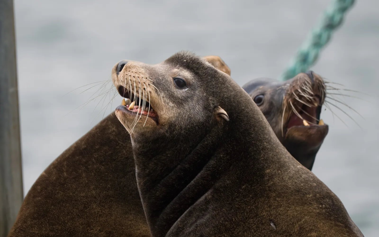 Close-up of a California sea lion, a native marine animal of San Diego Bay